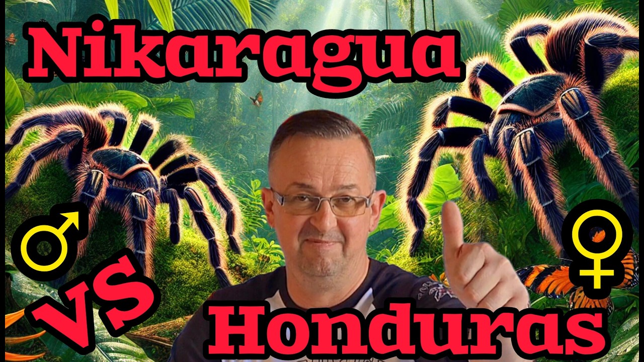 Nikaragua vs Honduras&ndash;R&oacute;żnice i Sekrety Hodowli ! @tollspiders