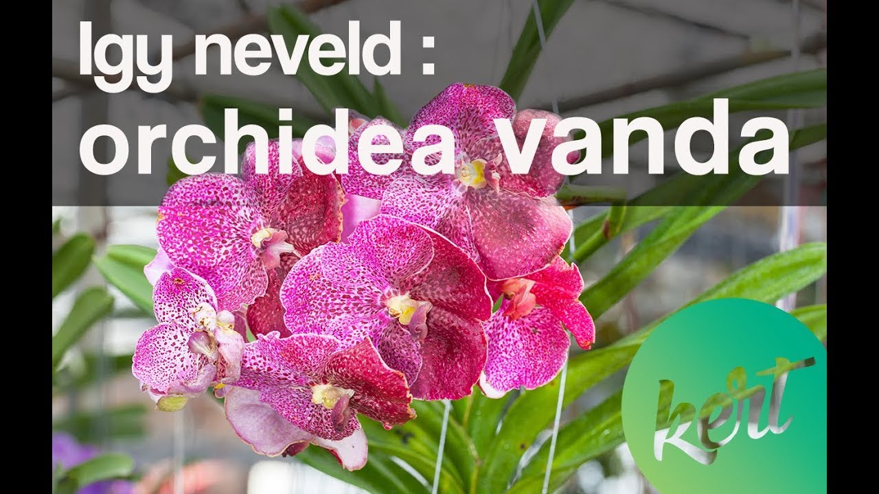 Hogyan tartsuk az orchidea vandát (Ascocenda)