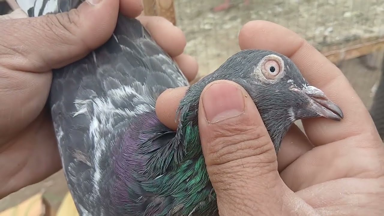 Kalar Saydan Birds Market 26th January 2026