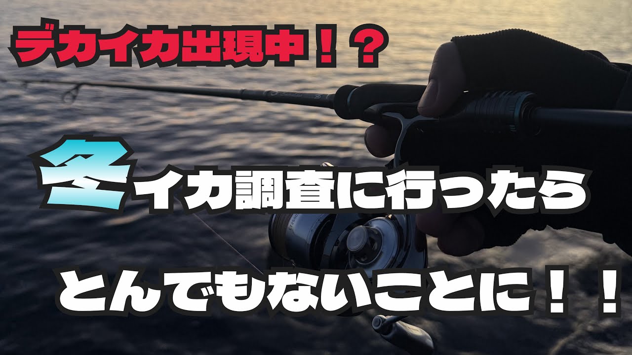 ［ブチギレ！？]デカアオリイカが釣れてる場所に行ったらとんでも無いことになった［検証］