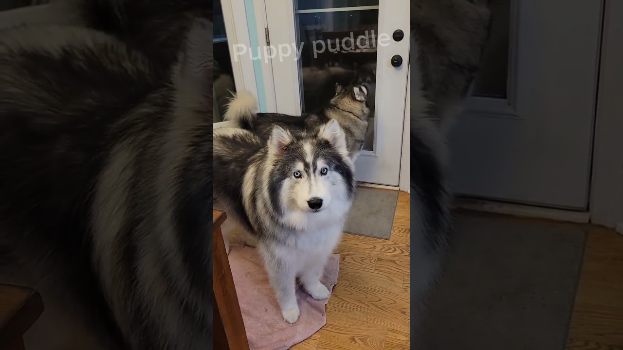 Huskies Having Husky Moments 🤣 P14 #funnydogs