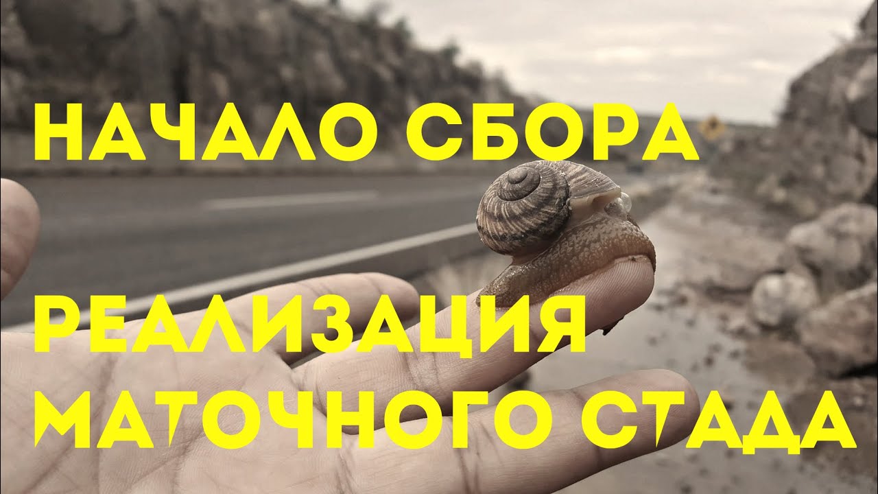 Начало сбора и реализации маточного стада | Бизнес в селе | идеи 2019 | Helix Aspersa Muller |