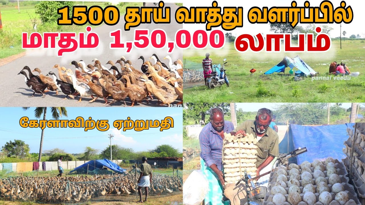 🔥  நாட்டு வாத்து வளர்ப்பில் மாதம் 1,50,000  லாபம் 💢 #pannaiveedu #chennai