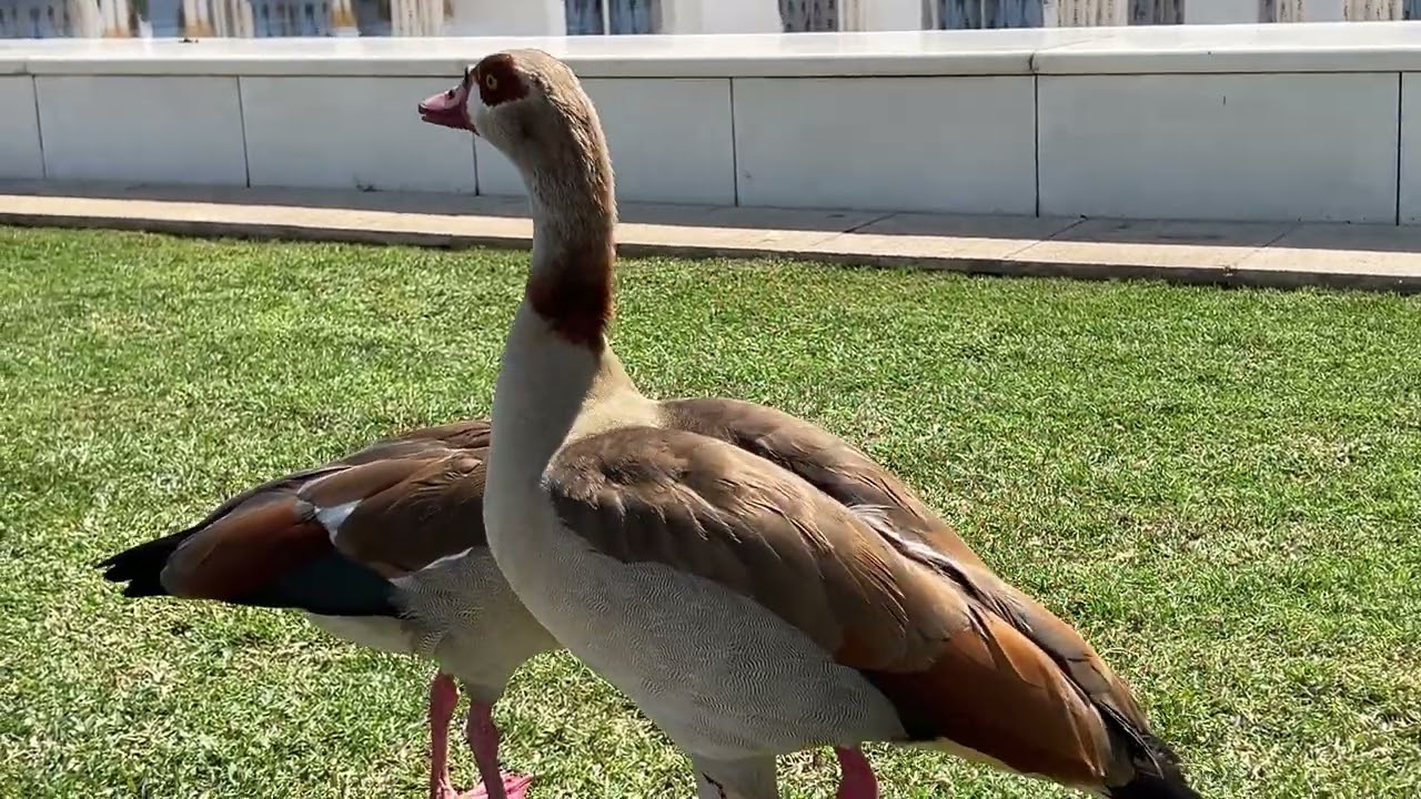 Juma Mubarak from Sheikh Zayed Grand Mosque live these ducks ❤️