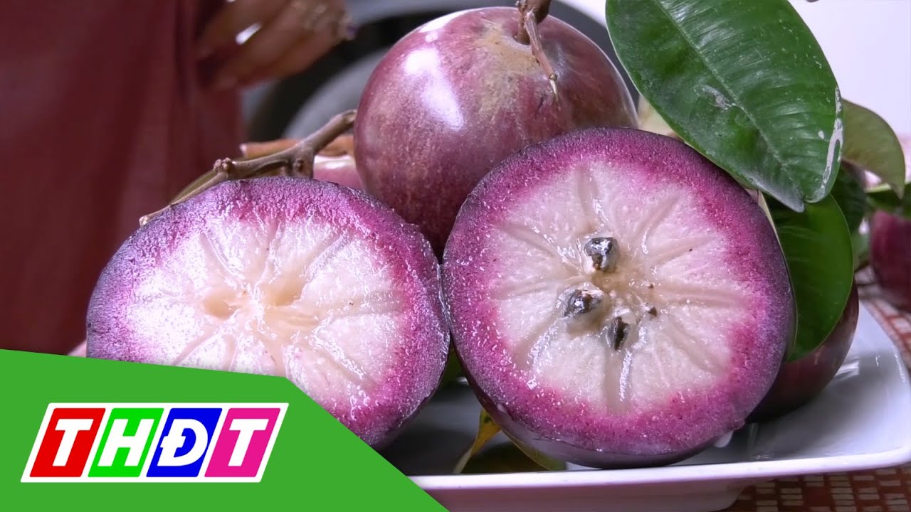 Độc đáo vú sữa ăn luôn cả vỏ ở Bến Tre | THDT