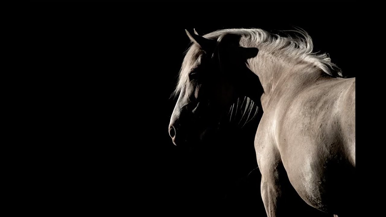 Photographing Wild Horses in the Pryor Mountains | PhotoWILD