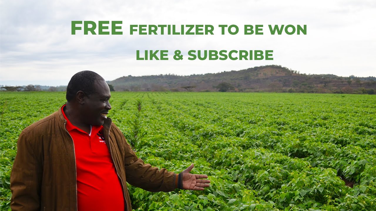 Kenya Seed Agronomist On NPK Fertilizers & CalciGrow: How To Neutralize Acidic Soils In East Africa
