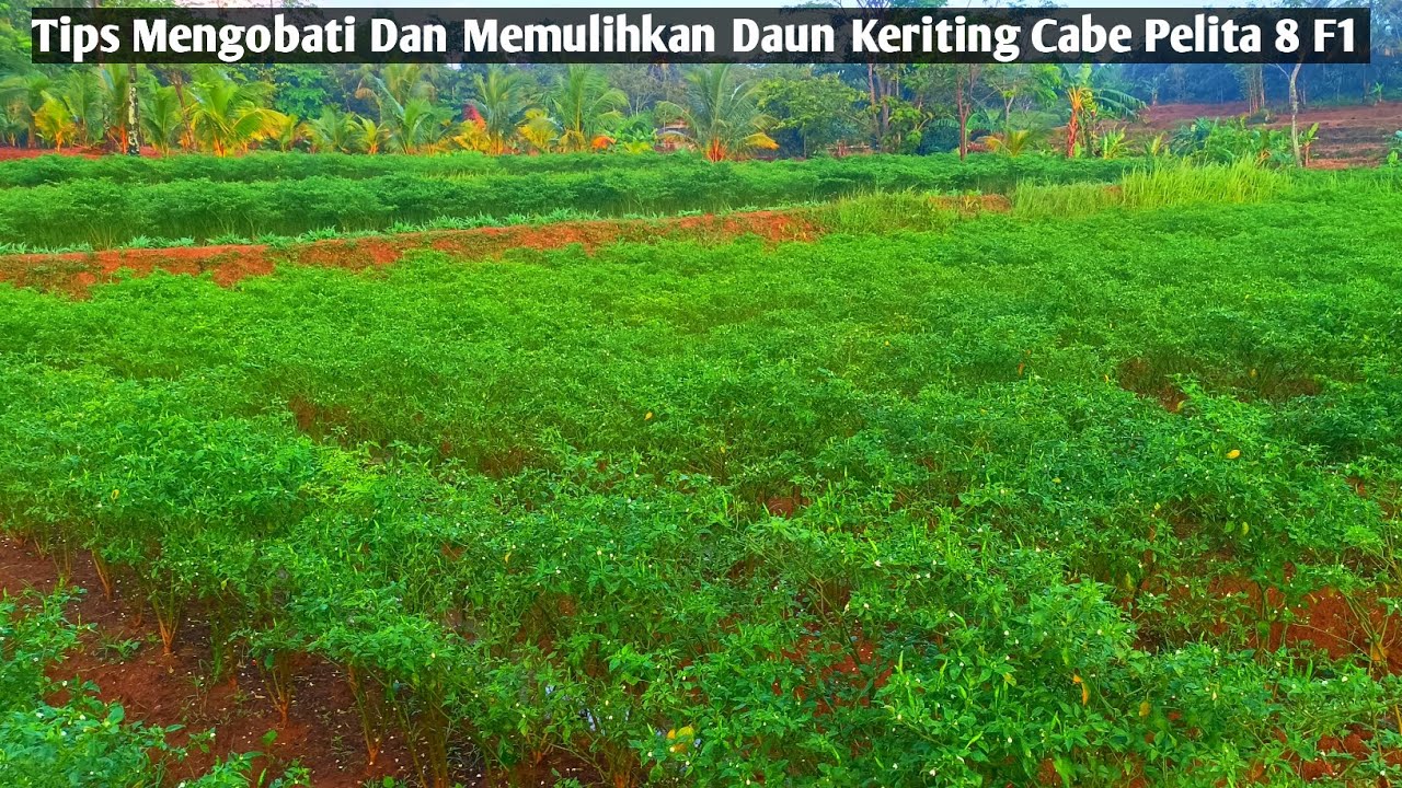 Tips Sukses Budidaya Tanaman Cabe rawit hijau pelita 8 f1,trik jitu mengatasi daun keriting kuning 