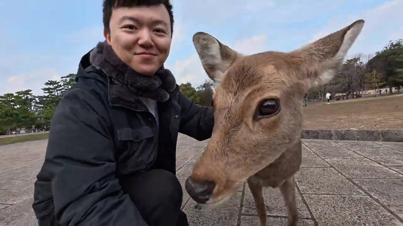 澳洲村民日本游Day10｜奈良｜奈良公园小鹿｜春日大社｜二月堂｜东大寺 | 宇治