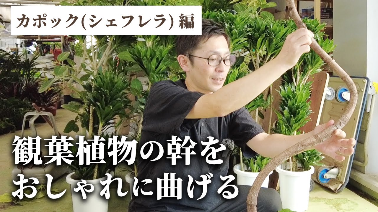 【カポック】初心者でもできる！観葉植物をビニール紐でおしゃれに曲げてみよう