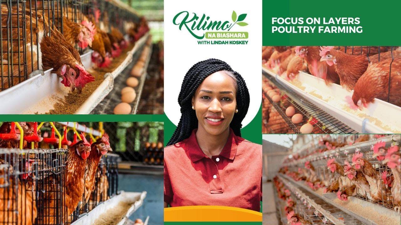 Focus On Layers Poultry Farming | Kilimo Na Biashara