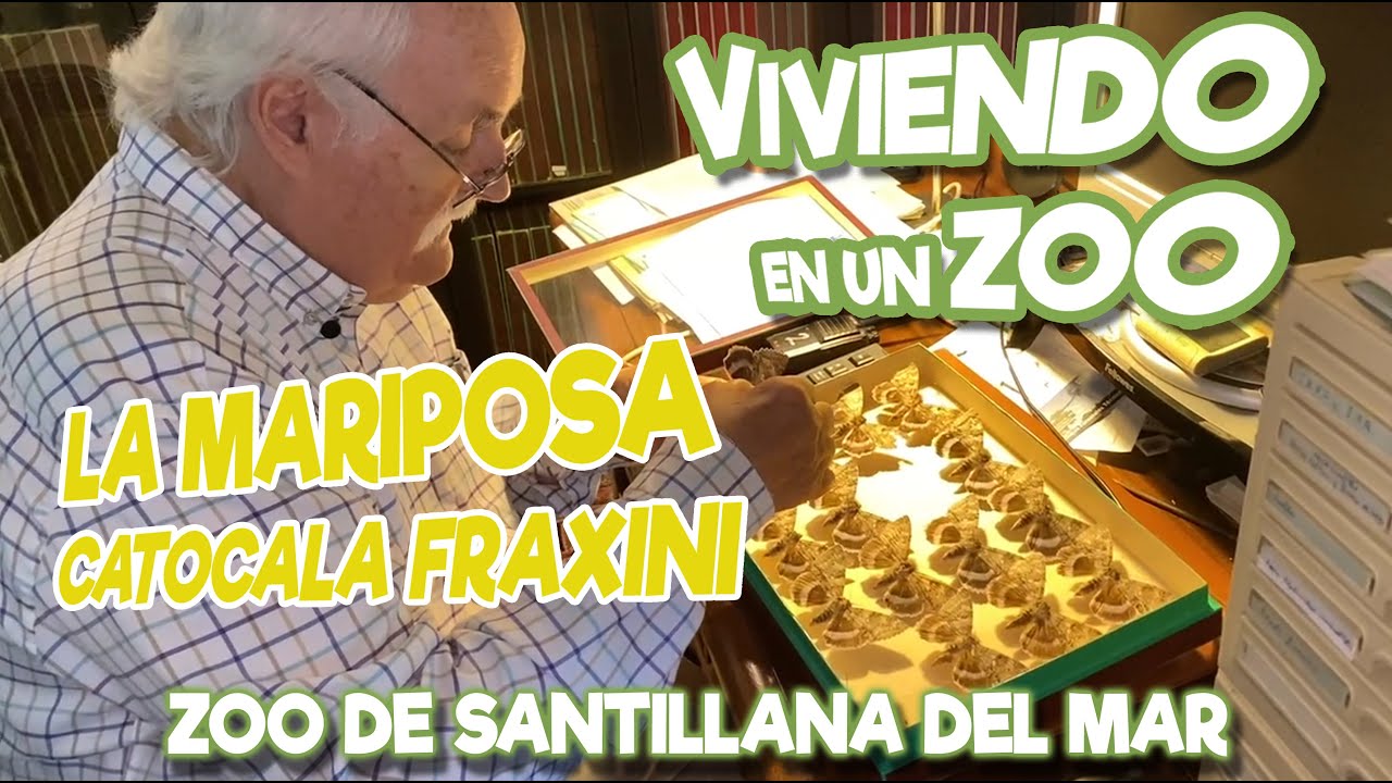 La mariposa Catocala fraxini