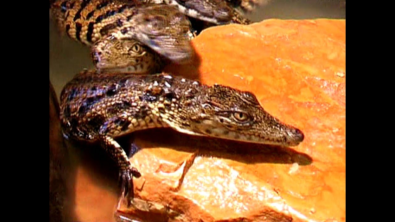 Djerba - Krokodilfarm - Fütterung der Krokodile - Djerba Explore Parc