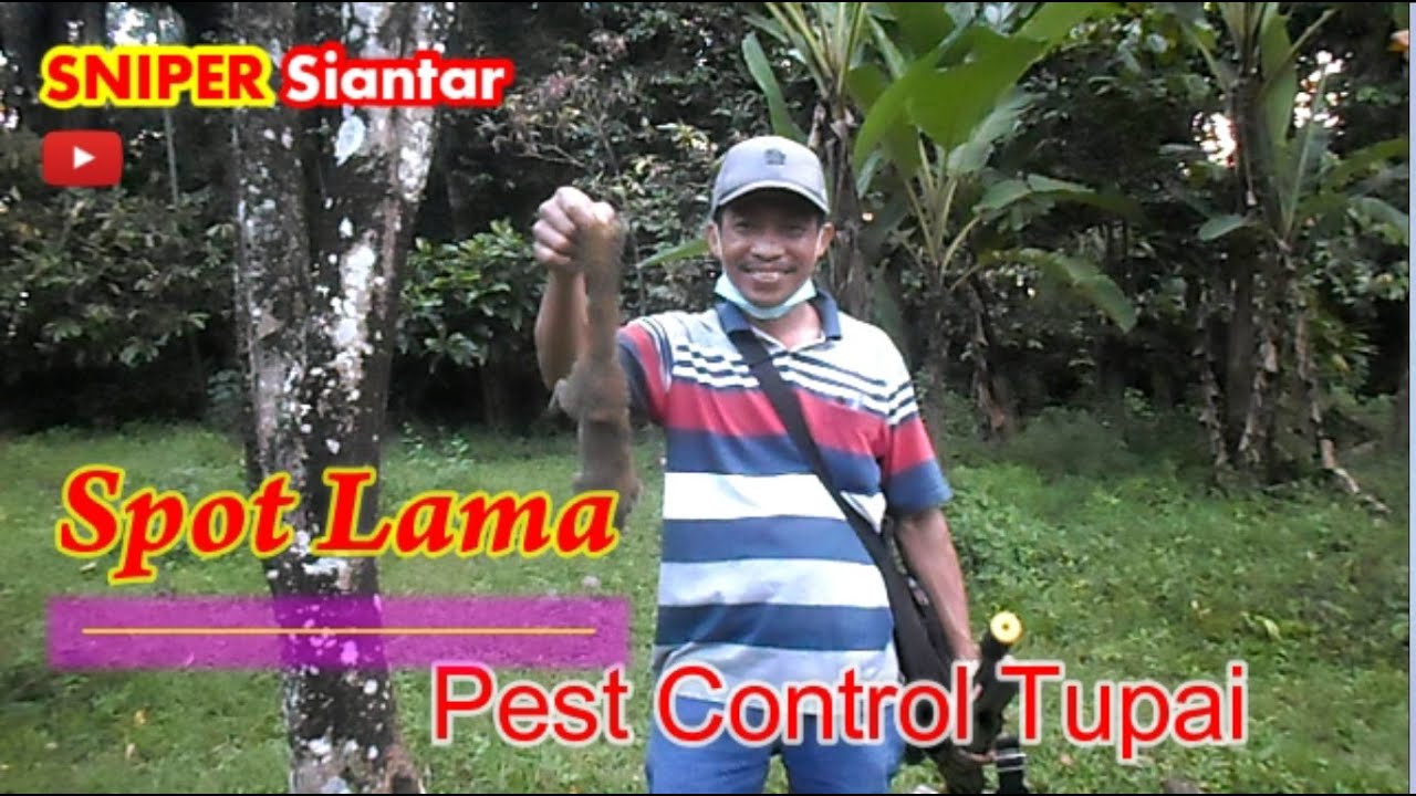 Pest Control Hama Tupai di Spot Tupai | SNIPER Siantar