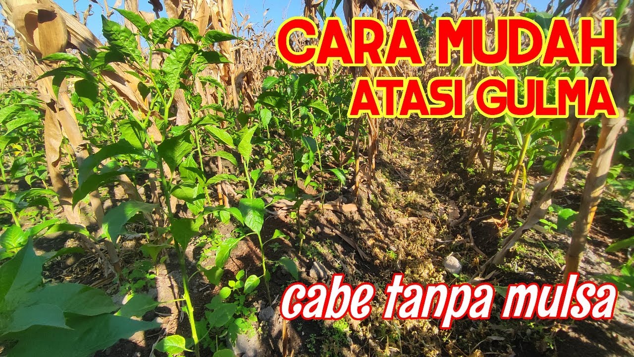 UPDATE!!! CARA ATASI GULMA / RUMPUT PADA CABE TANPA MULSA