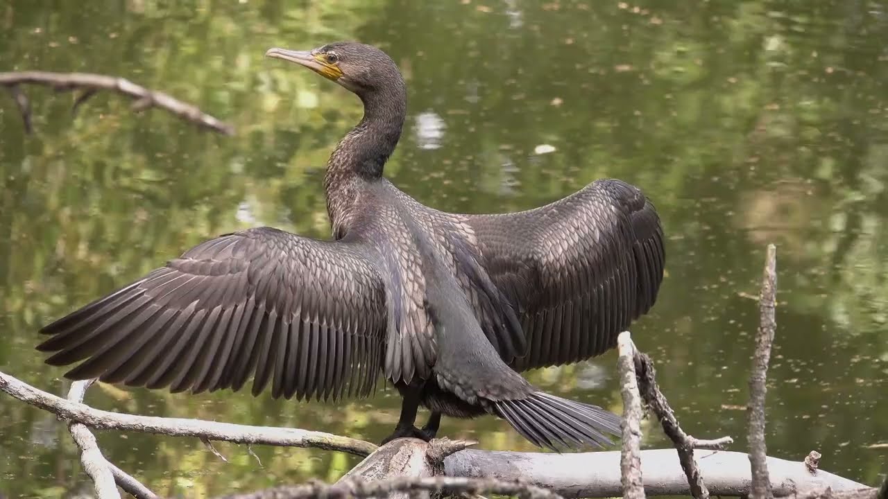 Kormorane - Eisvögel - Insekten - Teichvögel