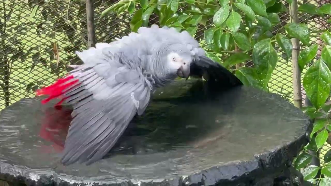 A day in the aviary: happy parrots with me on a swing | BCC68