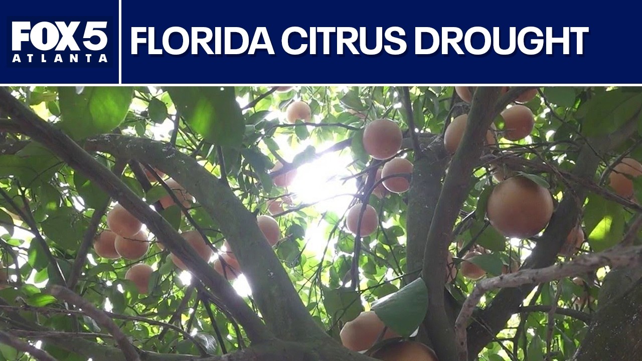 Florida's worst drought in 25 years hits citrus groves | FOX News