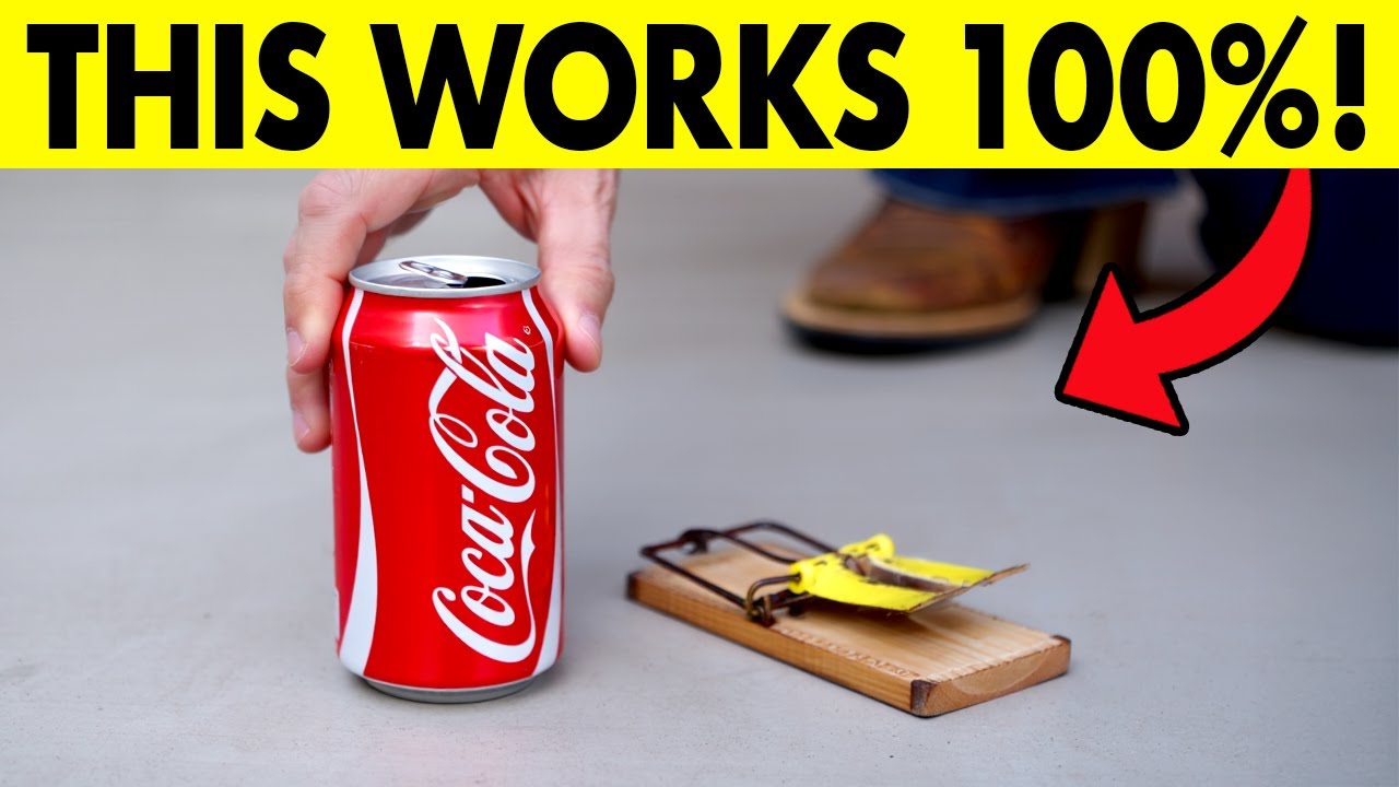 Doing This Will Make Your House Free Of Rats 2026 Update!
