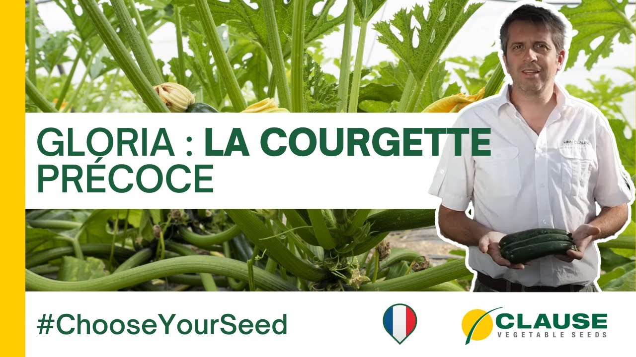 Pourquoi choisir la courgette GLORIA, la variété précoce ? - #ChooseYourSeed | HM.CLAUSE