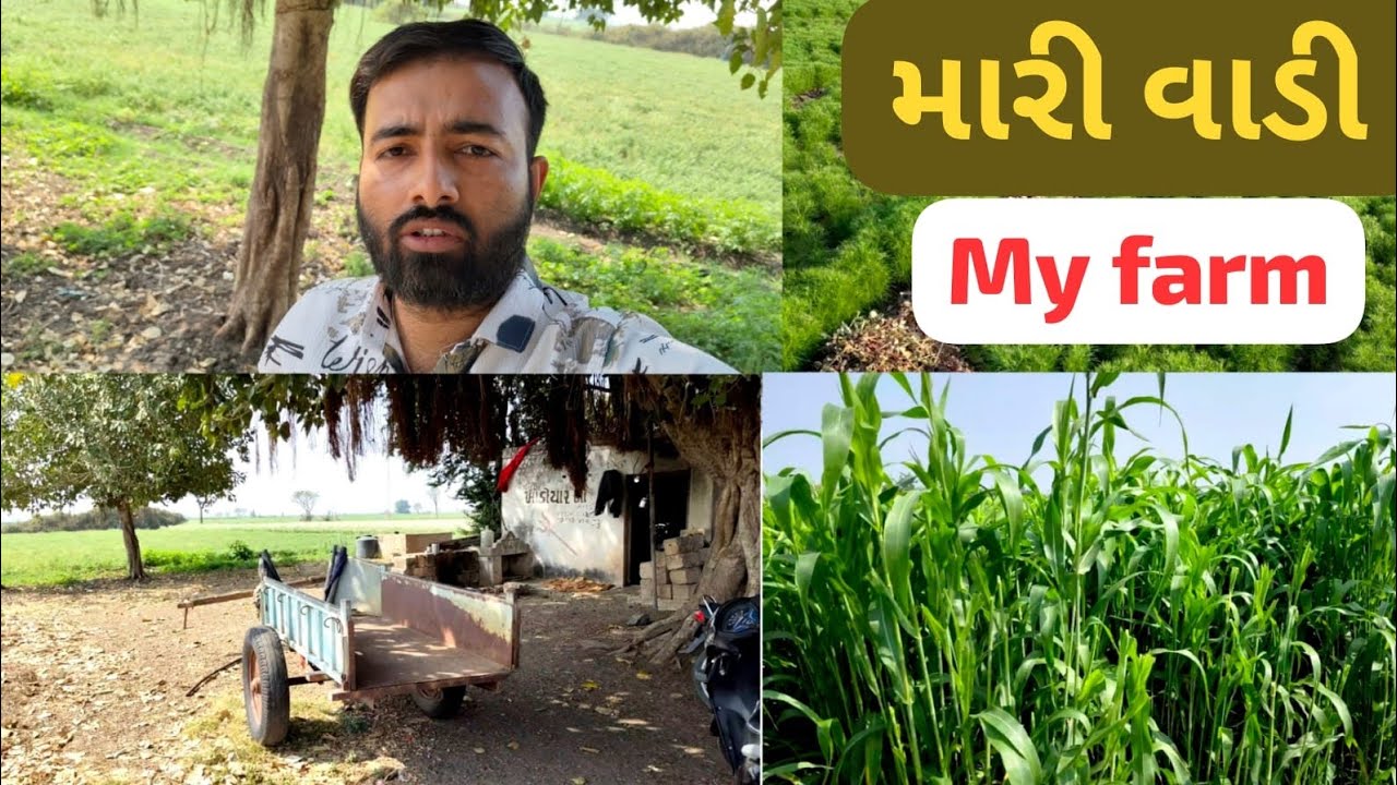🌾IIમારી વાડી ll my farm 🌾ll😊વાડીએ મીત્રો સાથે જીરા ની માહિતી આપી ll