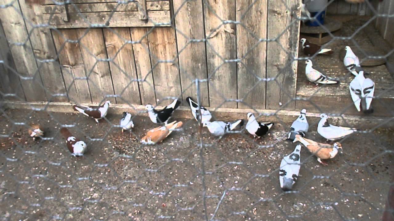 Jucatori de Galati 2016