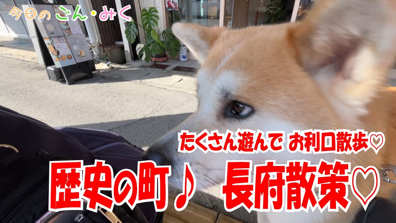 たくさん遊んでお利口散歩♡「歴史の町♪　長府散策♡」今日のごん・みく　秋田犬【ごん・みく チャンネル】