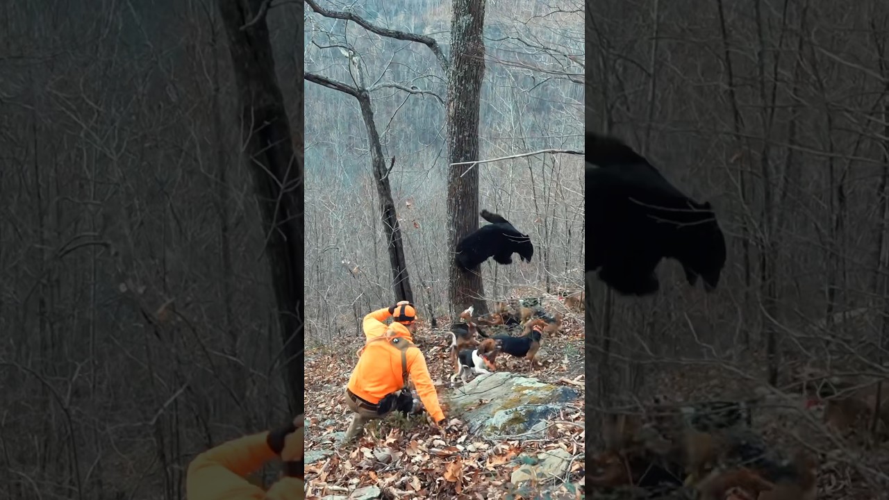 This bear wasn&rsquo;t playing nicely!