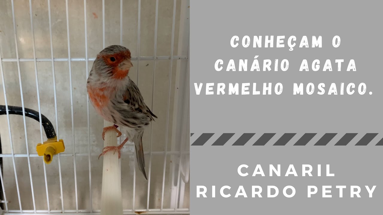 Conheçam o Canário Agata Vermelho Mosaico ..