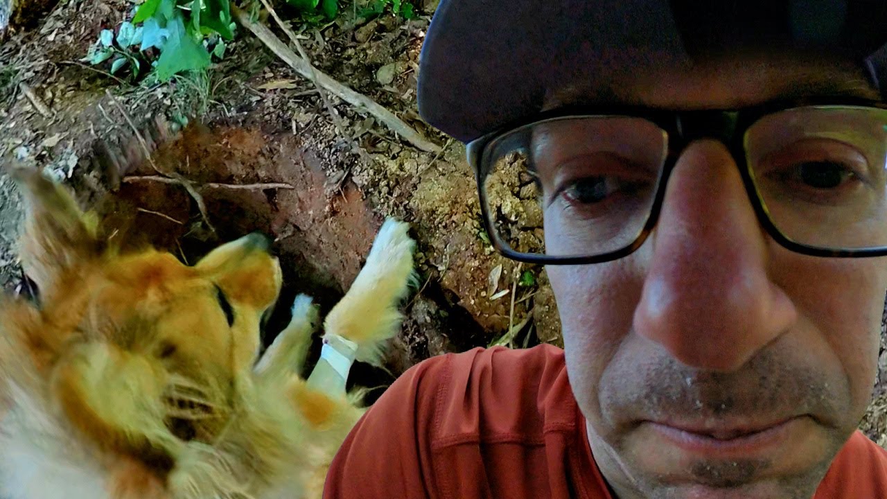 I Put Down My Dog