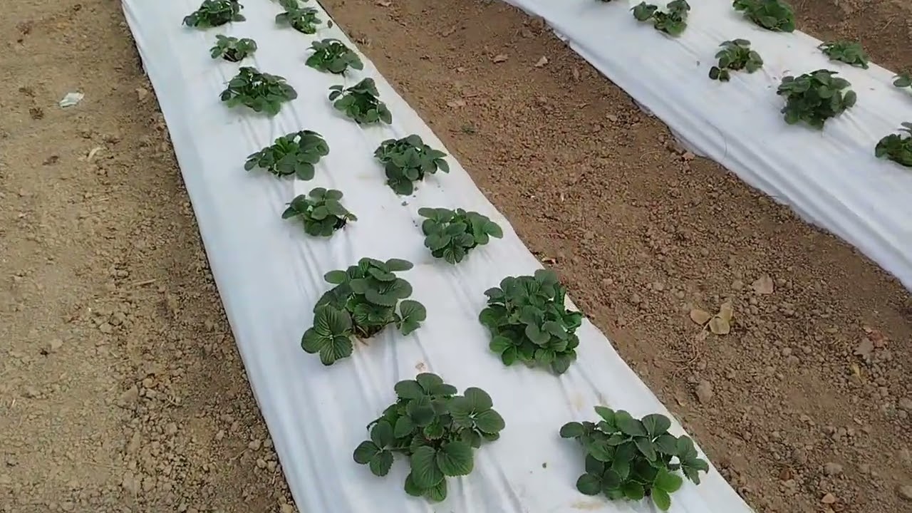 Подкормки и обработки земляники садовой, сорт Мурано, в теплице