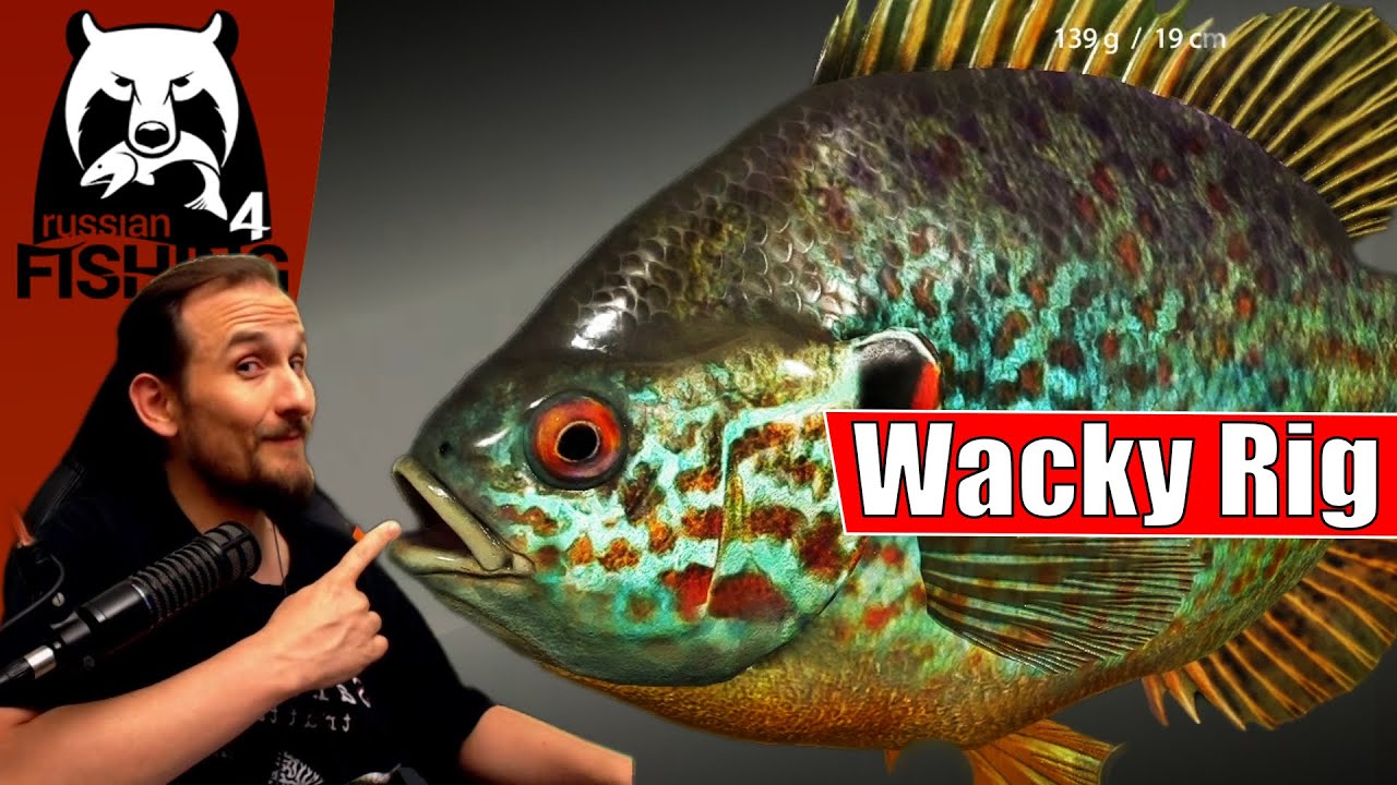 Russian Fishing 4 - Donez - Kürbiskernbarsch mal anders