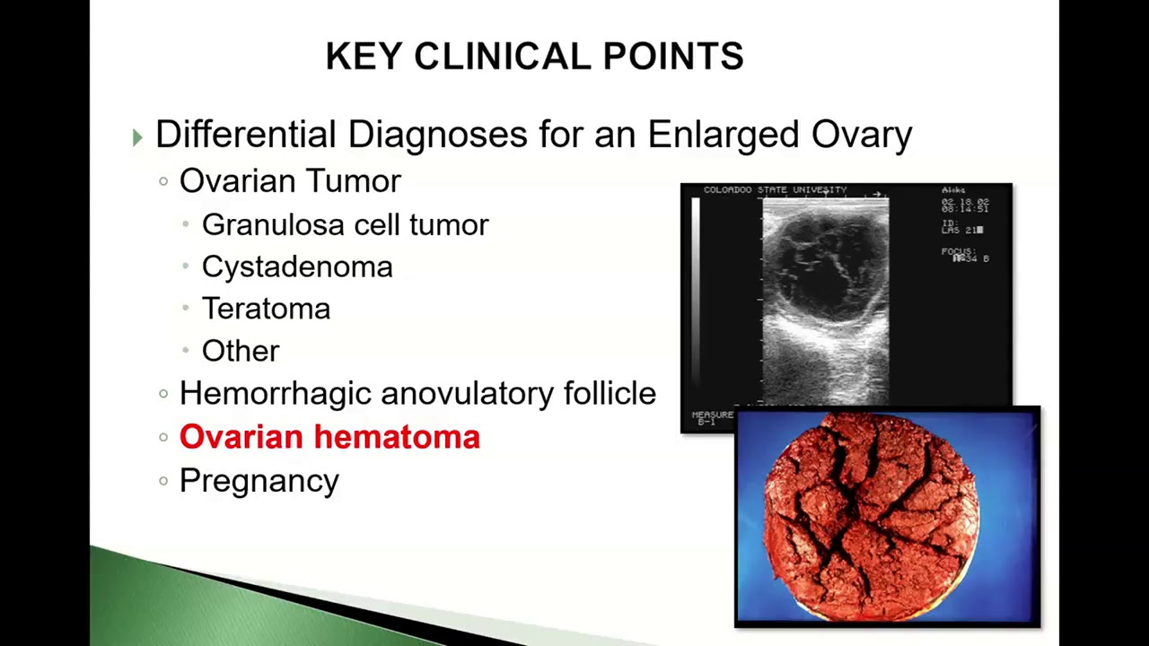 Clinical Cases in Equine Reproduction - Granulosa Theca Cell Tumor Vol#1