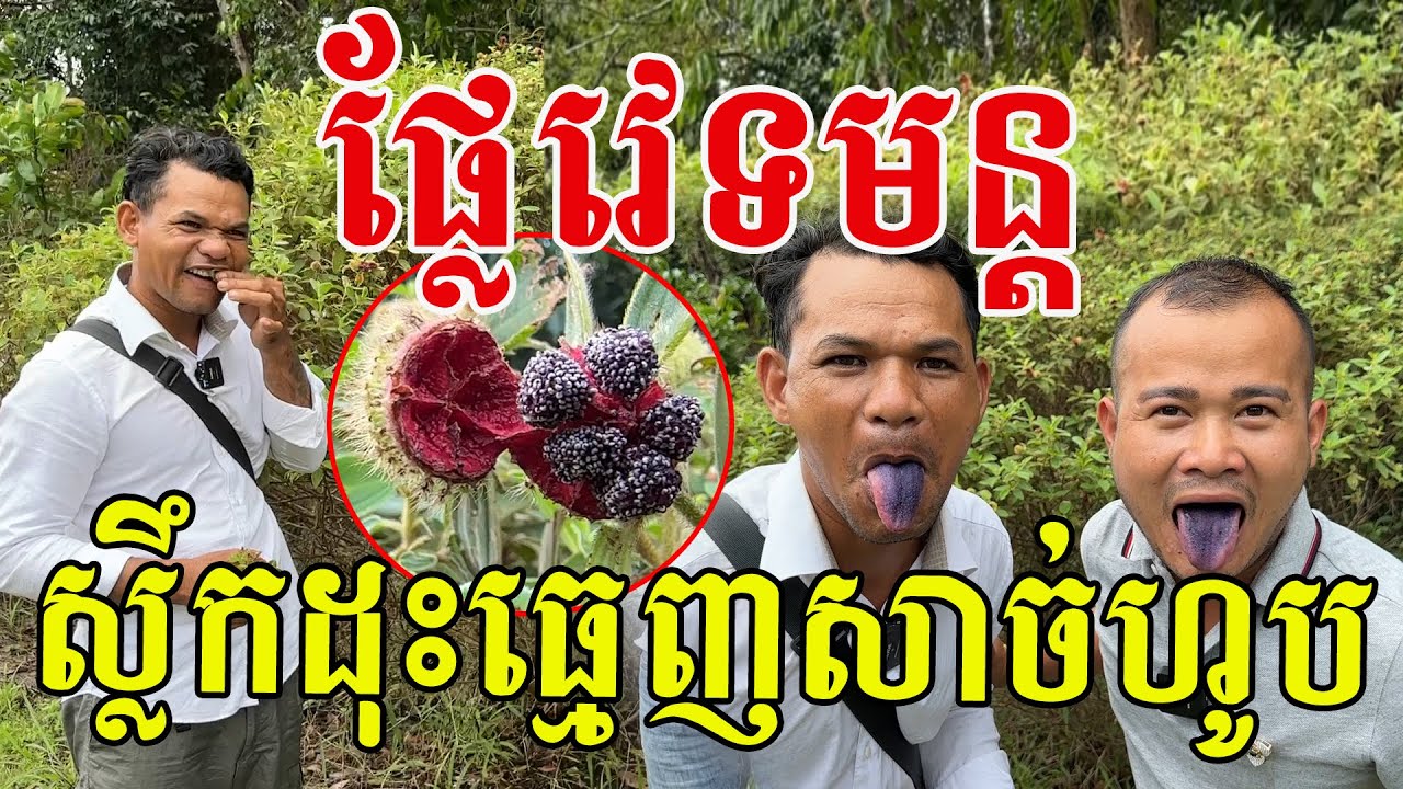ផ្លែវេទមន្ត ស្លឹកដុះធ្មេញ សាច់ហូប ហើយអណ្តាតពណ៌ស្អាតណាស់