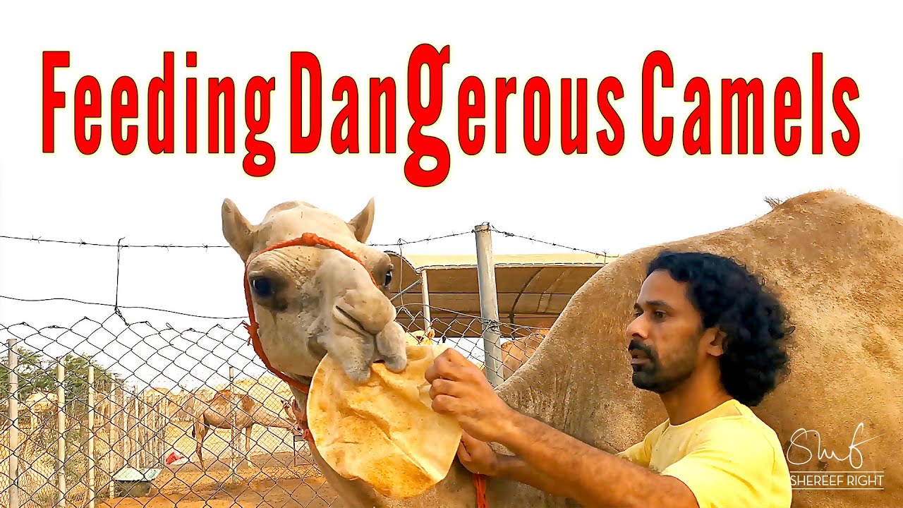 Feeding Camels