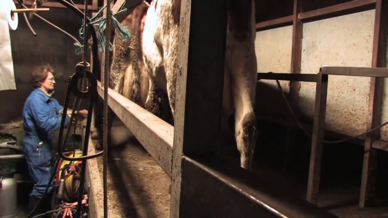 Marechal Film - Traite des Vaches et Biberon des Veaux