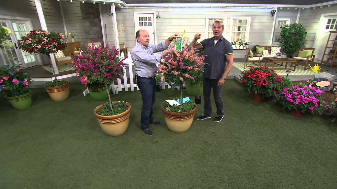 Cottage Farms Summer Lilac Patio Tree on QVC
