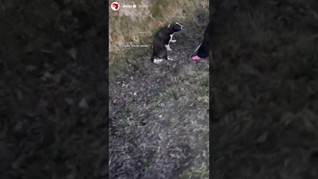 Leżał cicho w rowie aż zdarzył się cud 🐶🐾 #dog #dioz #pioz #&scaron;ortai