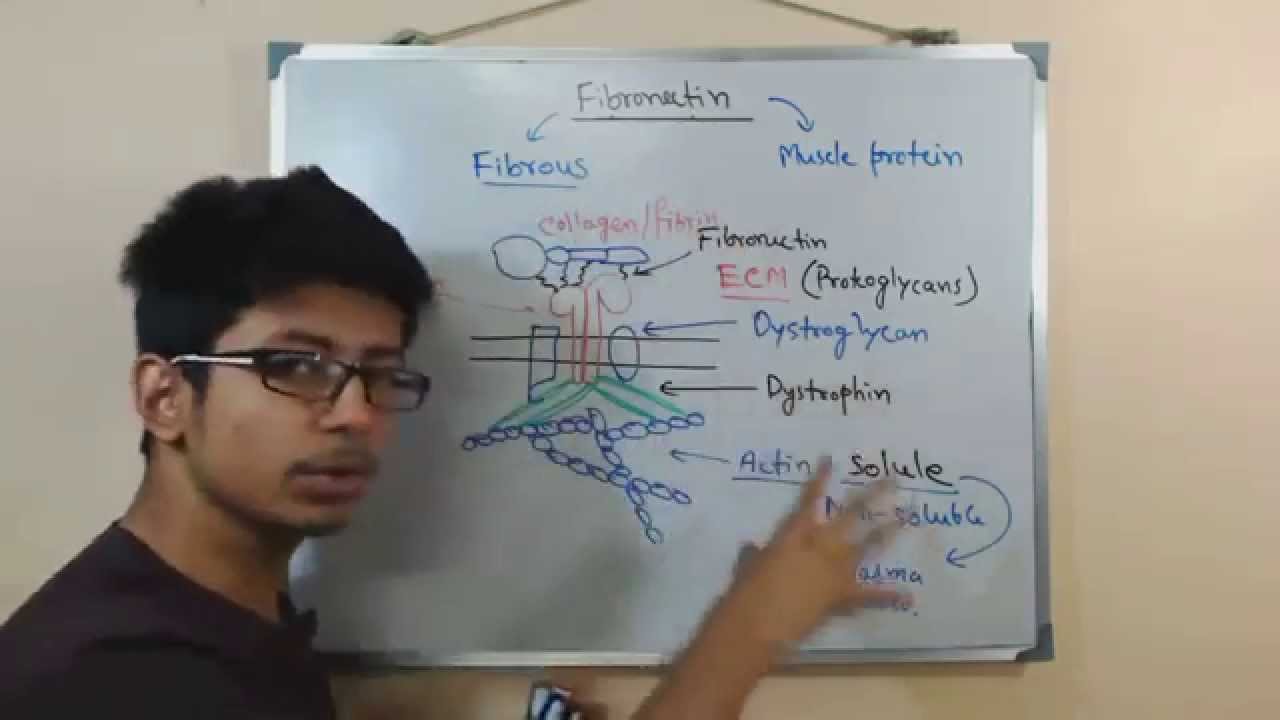 Fibronectin