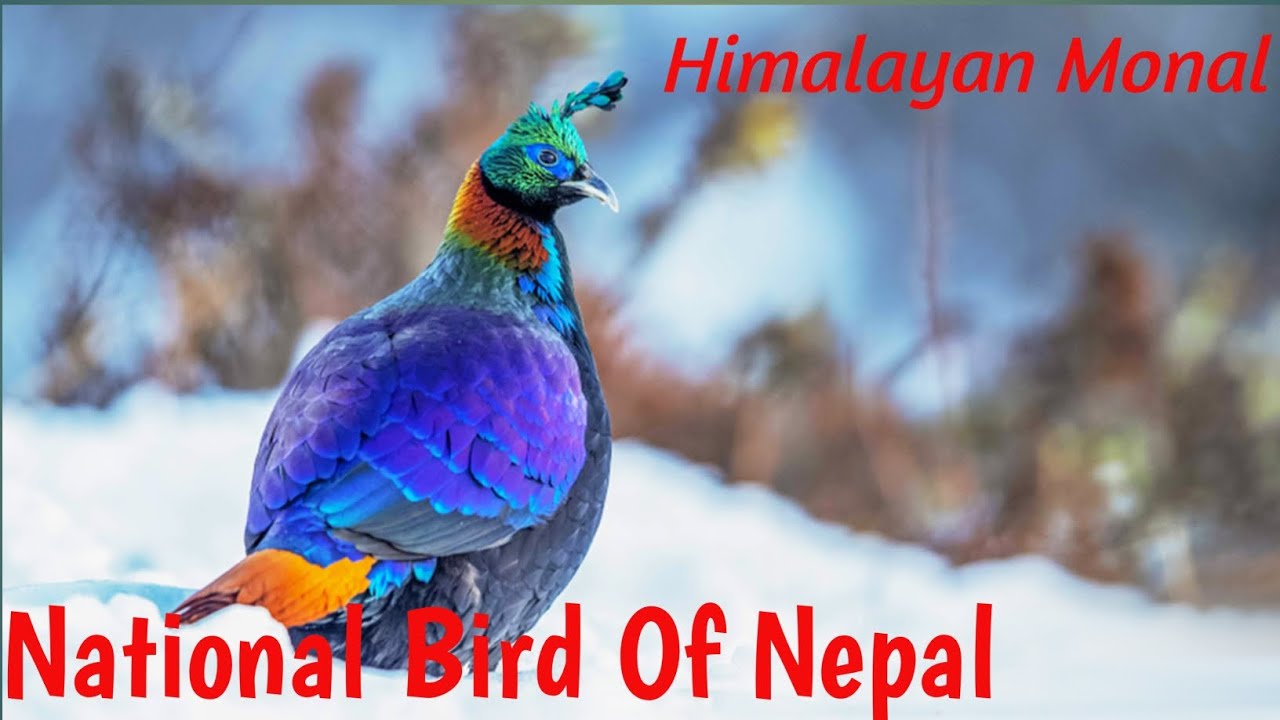 Himalayan Monal | National Bird Of Nepal - Mardi Himal