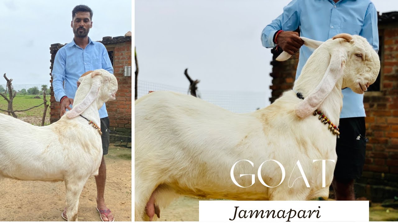 Hansa Bakri chambal me पिंटू यादव जी की बकरिया चंबल इटावा ( up ) Jamunapari bakriya