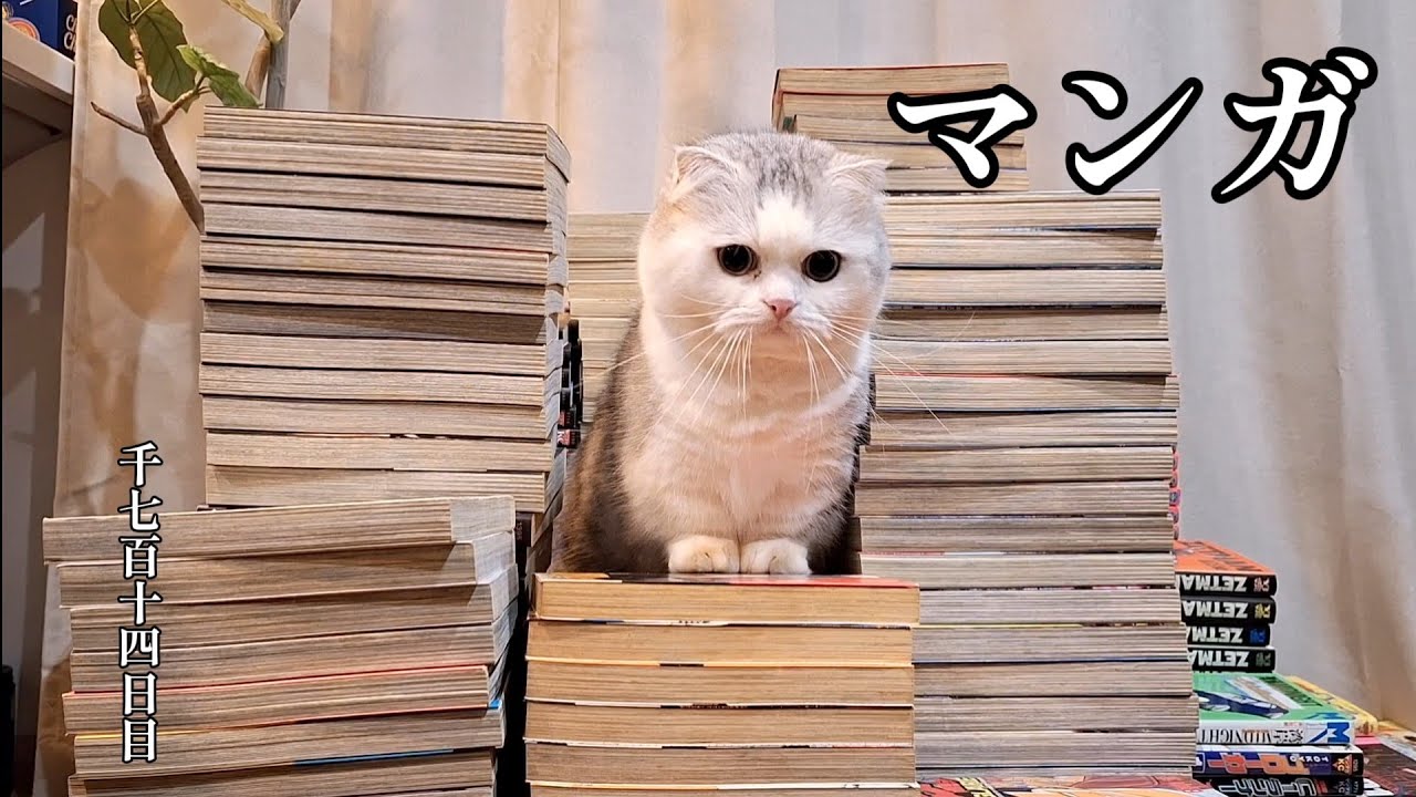 マンガ　こねこ成長日記　千七百十四日目