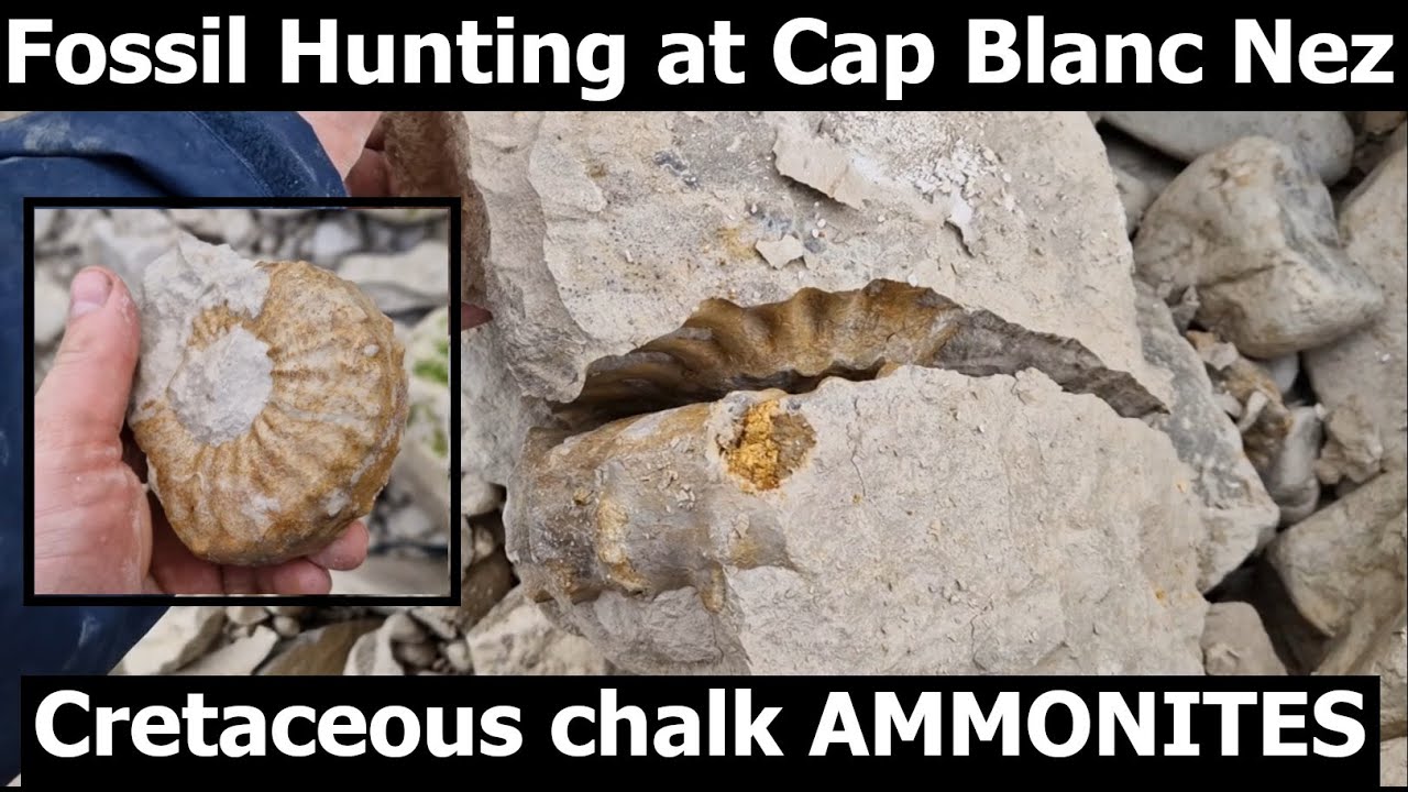 Fossiliferous #fossilhunting at #capblancnez France for cretaceous chalk #ammonite #fossils Part 2
