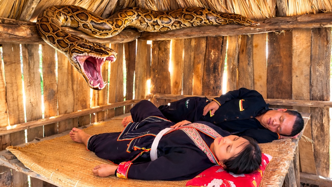 The dwarf family was attacked by a python while taking a nap - Harvesting wild food, gardening