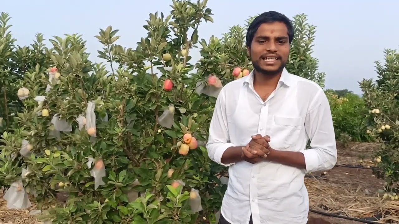 hot climate Apple ಕರ್ನಾಟಕದಲ್ಲಿ ಬೆಳೆದ ಸೇಬು ಹಣ್ಣು 8618633833 kolhar
