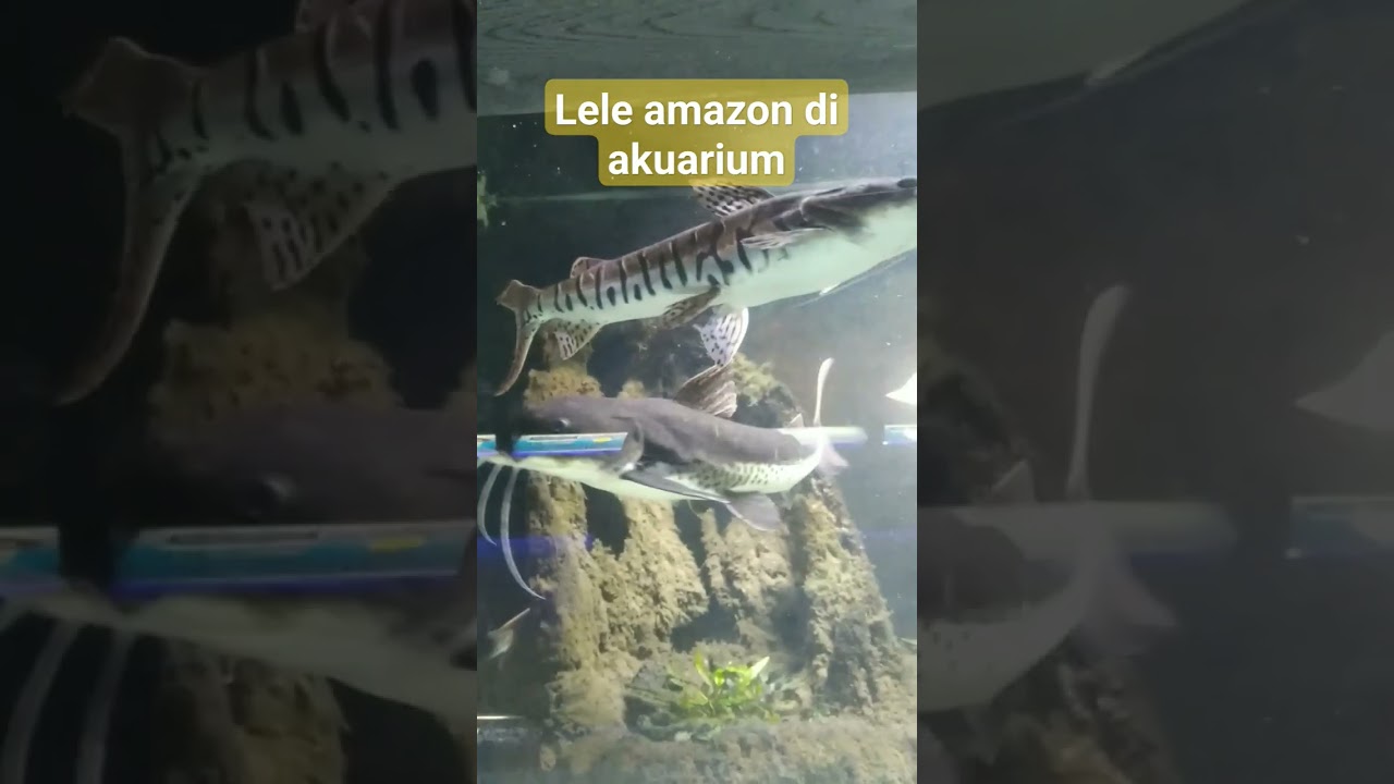 ikan lele amazon di akuarium
