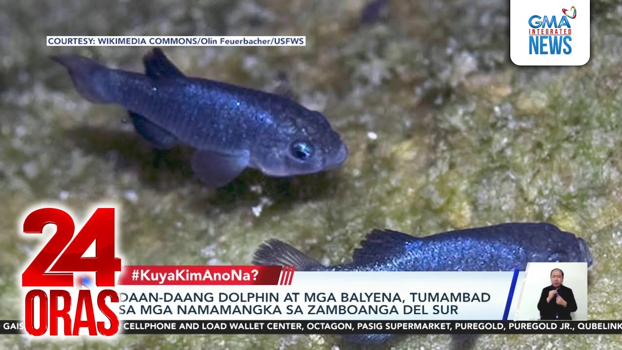 Daan-daang dolphin at mga balyena, tumambad sa Zamboanga del Sur; Endemic na Cebu Hawk-... | 24 Oras