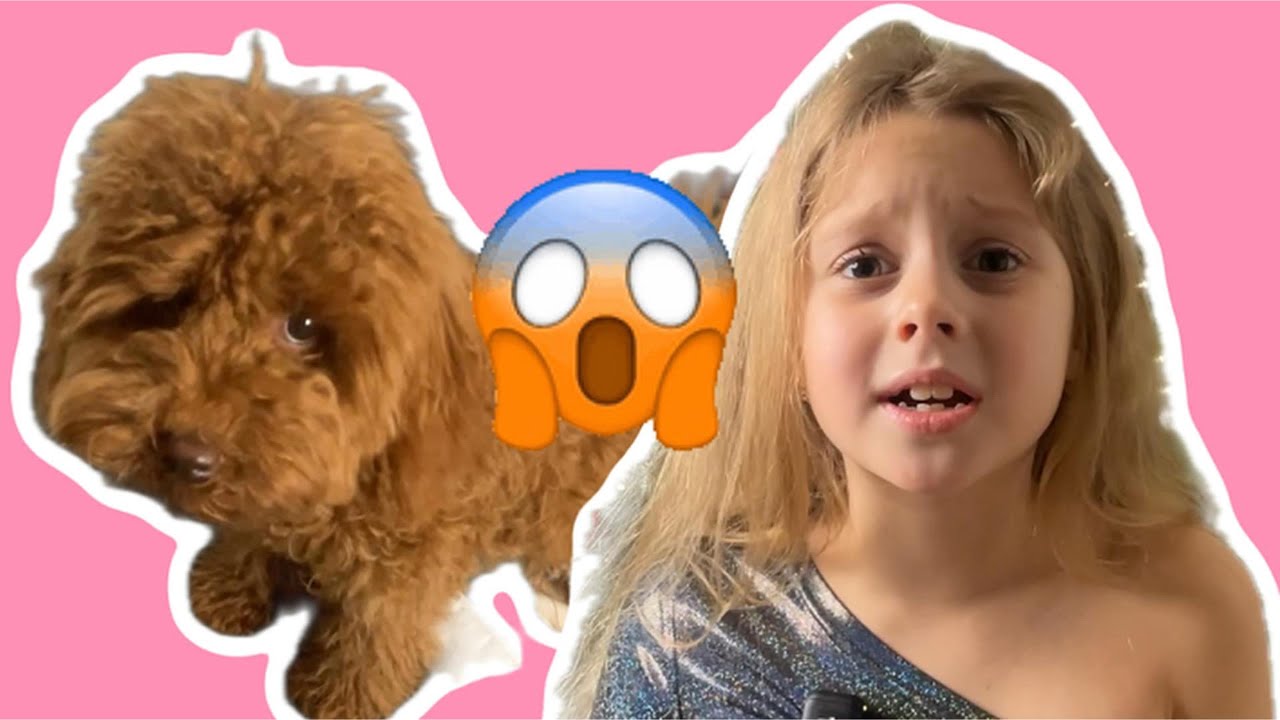 Puppy Is Afraid to Jump 😢 | Masha Helps Jock