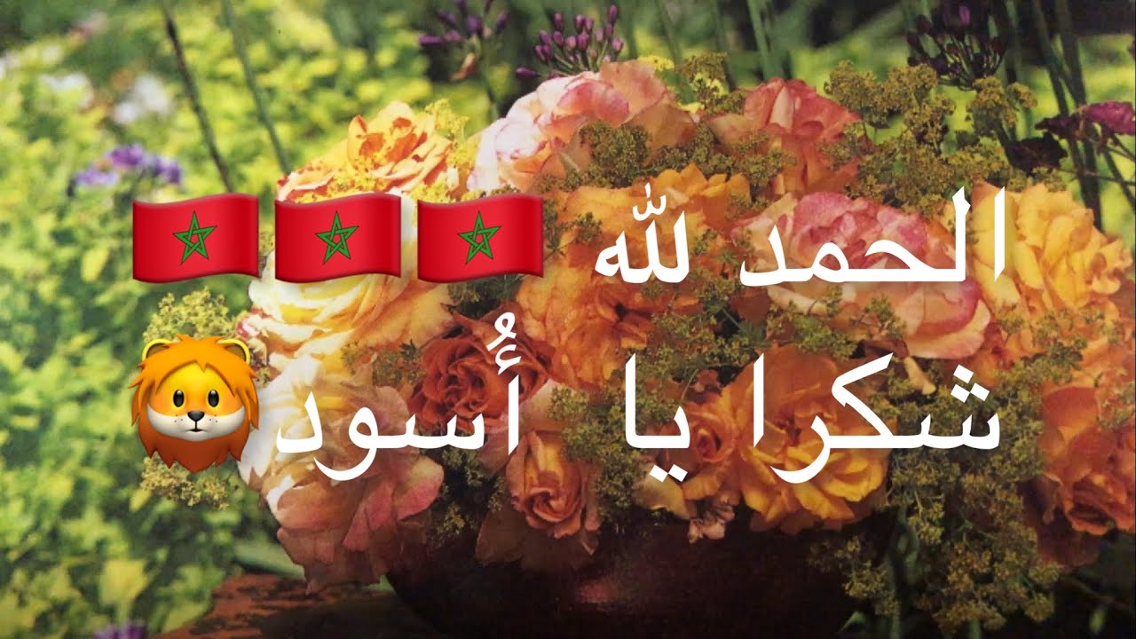 باقات و مناظر ورود أهديها للمنتخب المغربي على هذا الانجاز التاريخي 🇲🇦❤️💚