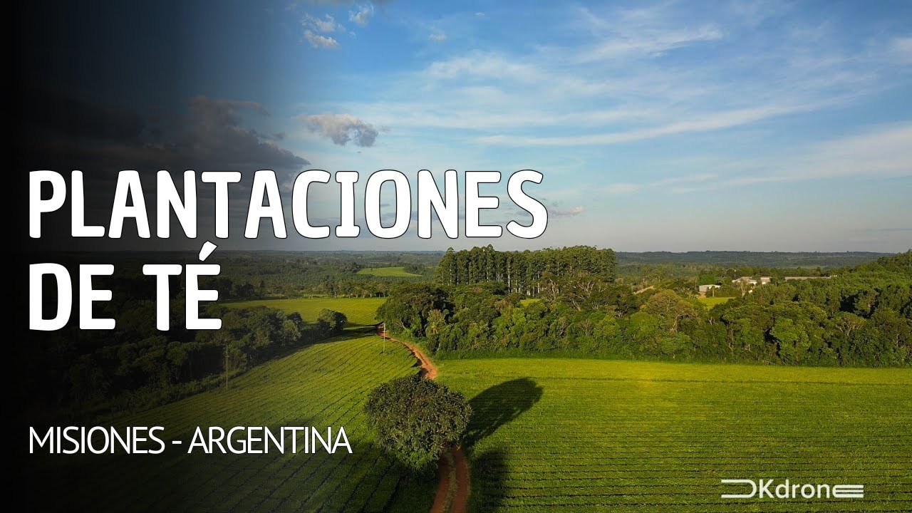 📍Plantaciones de té y caminos rurales | Oberá, Misiones, Argentina.